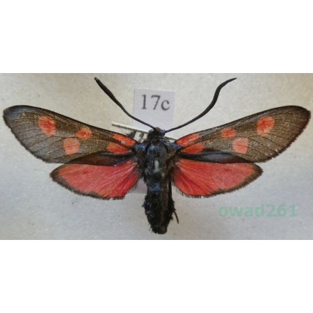 Zygaena lonicerae (Scheven, 1777) Czech17c